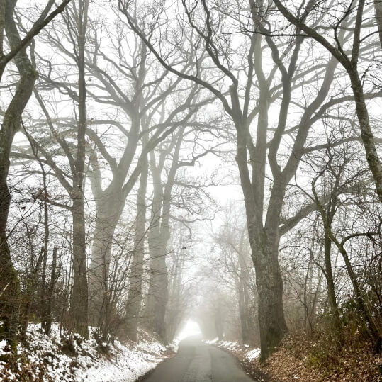 Winter fog visibility country road